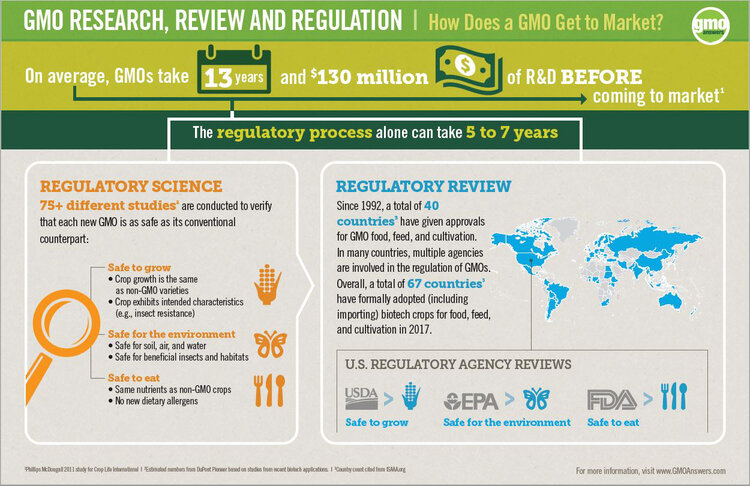 GMO research review and regulation how does gmo get to market GMO answers