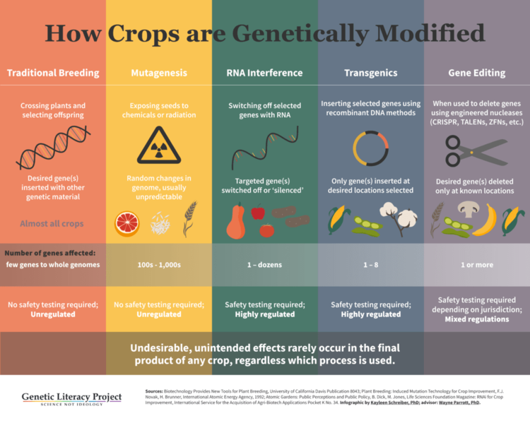 how crops are genetically modified GMO