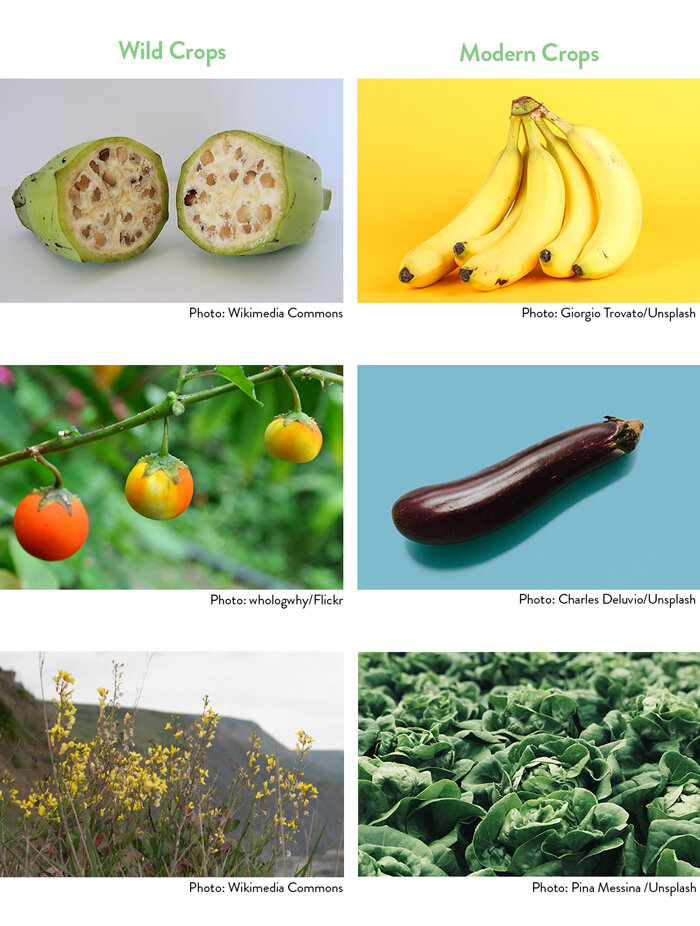 Genetically Modified Food Comparison