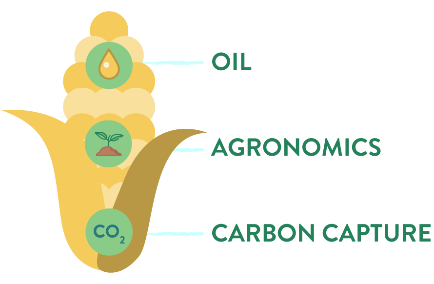 PhotoSeed Corn Plant Trait Technology High Oil Corn