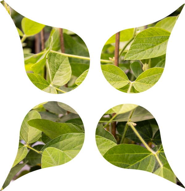 ZeaKal Plant Trait Technology Photosynthesis